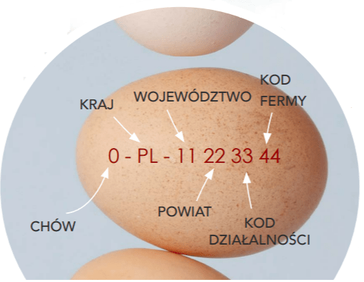 jajko jakie kupować